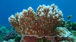 Слика од Acropora abrotanoides (Lamarck 1816)