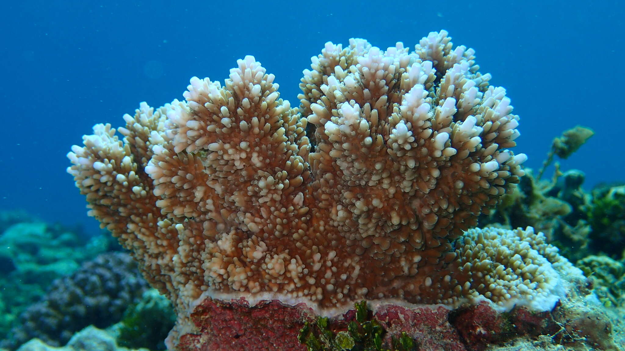 Image of Acropora abrotanoides (Lamarck 1816)