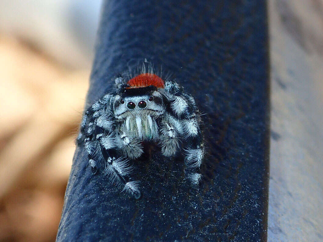 صورة Phidippus adumbratus Gertsch 1934