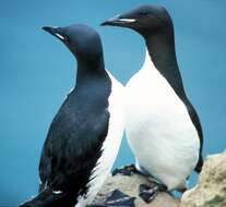 Image of Brünnich's Guillemot