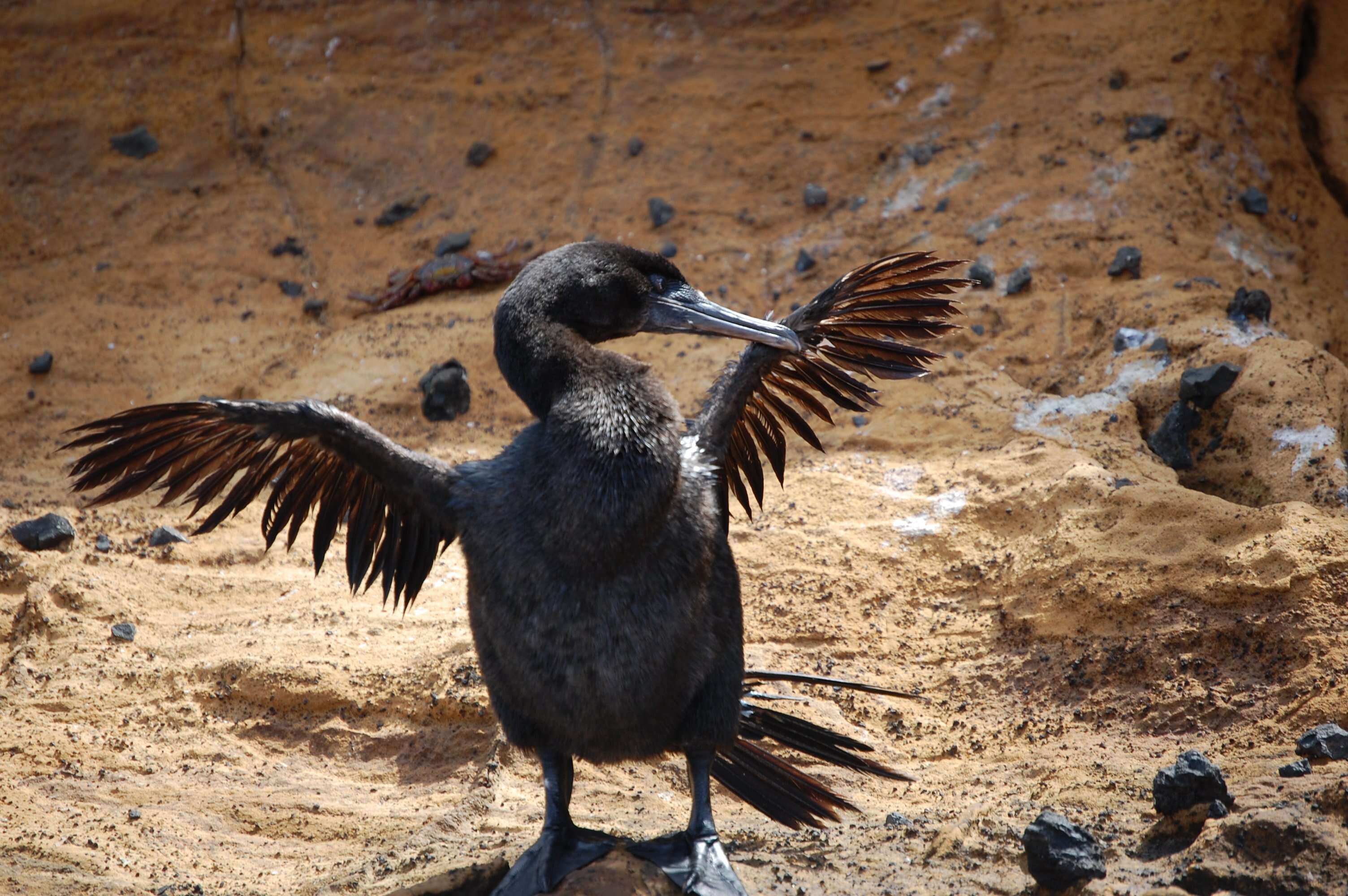 Image of Flightless Cormorant