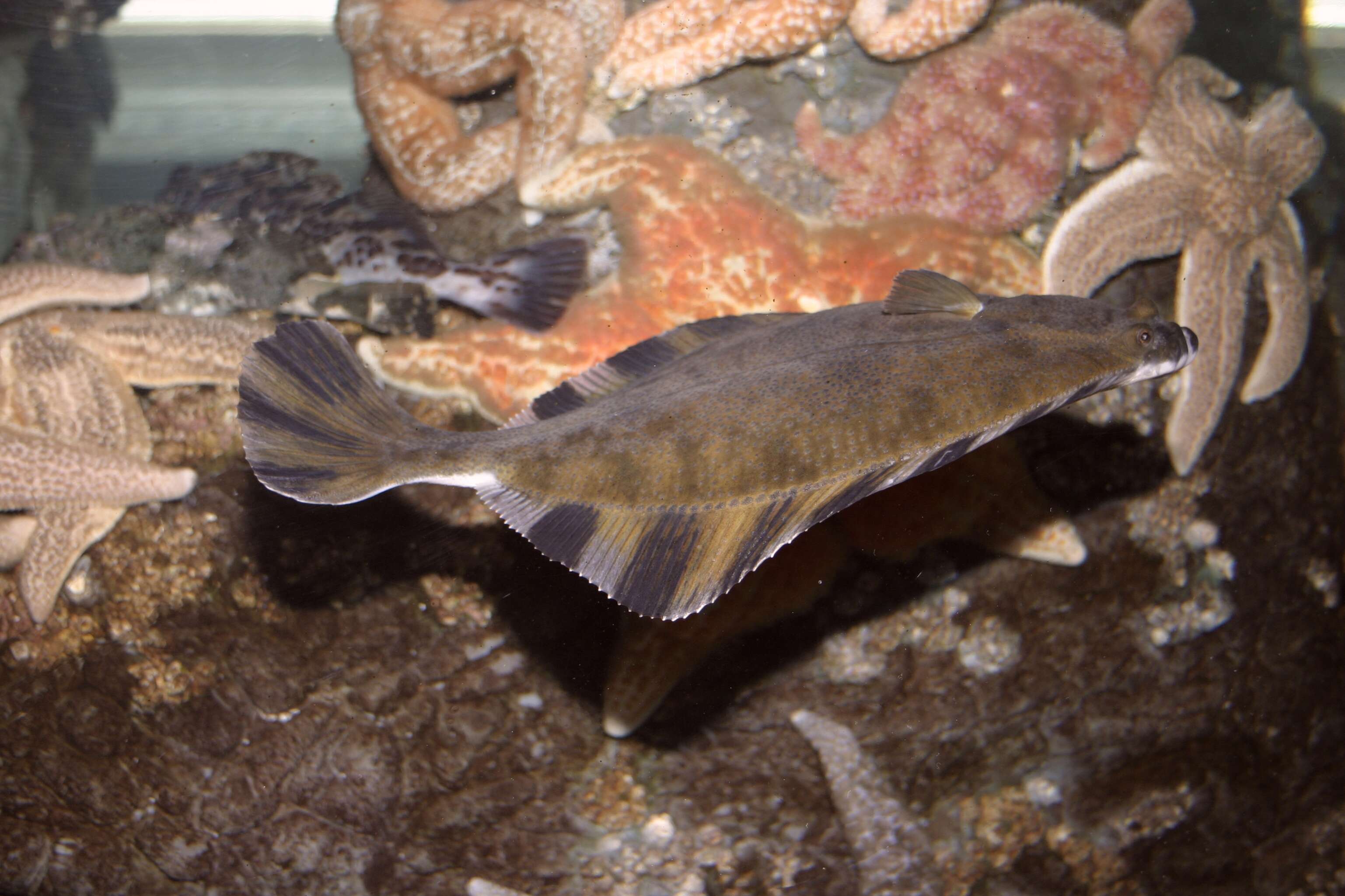 Image of Starry Flounder