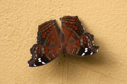 Imagem de <i>Junonia <i>natalica</i></i> natalica