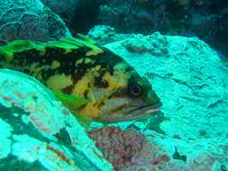 Image of Black-and-yellow rockfish