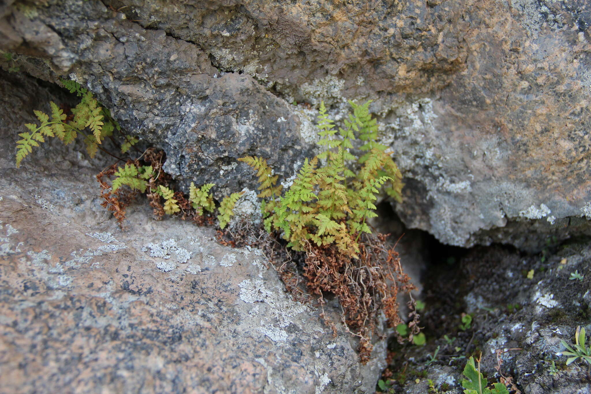 Image of Woodsia fragilis (Trev.) Moore