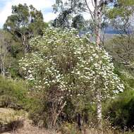 Plancia ëd Cassinia trinerva N. A. Wakefield