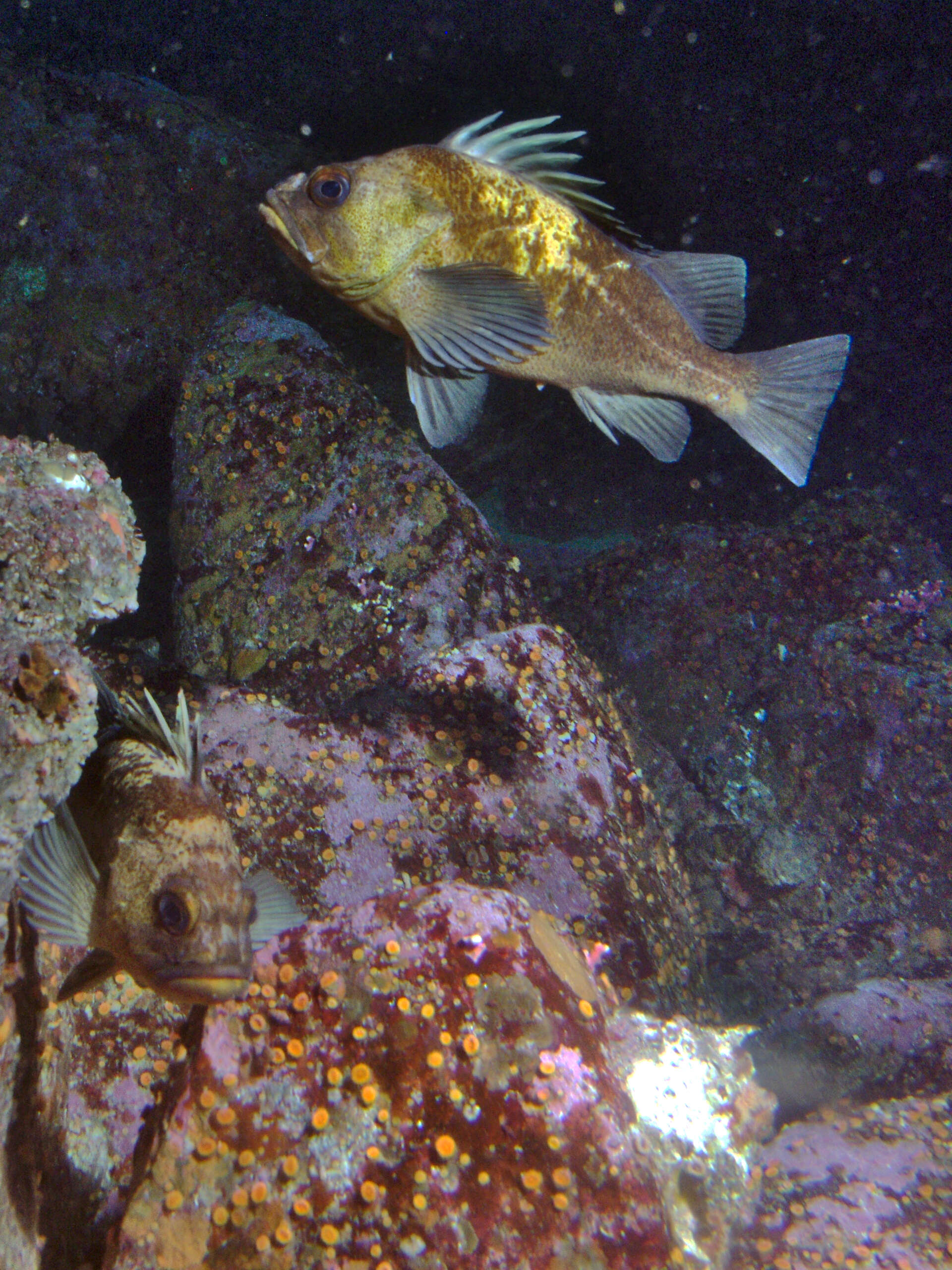 Image of Quillback rockfish