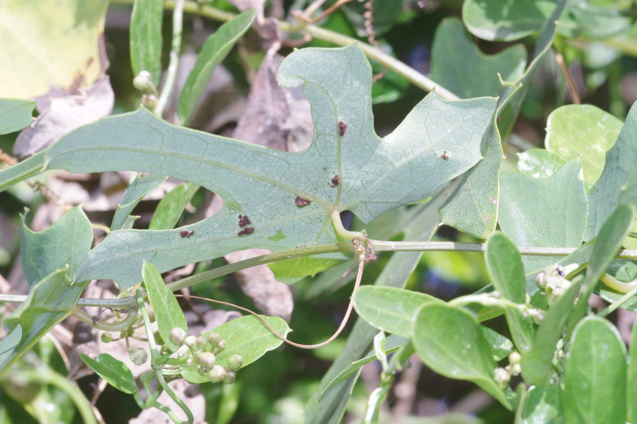 Image of Coccinia quinqueloba (Thunb.) Cogn.