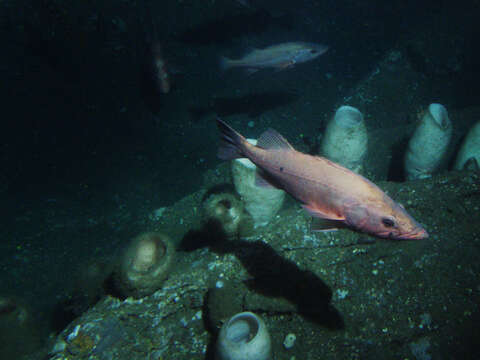 Image of Bocaccio rockfish