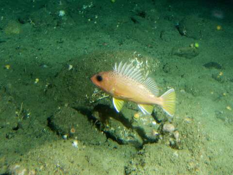 Image of Greenspotted rockfish