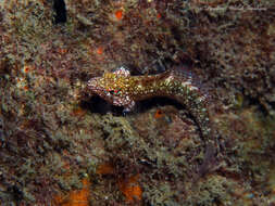 Image of Rosy Blenny