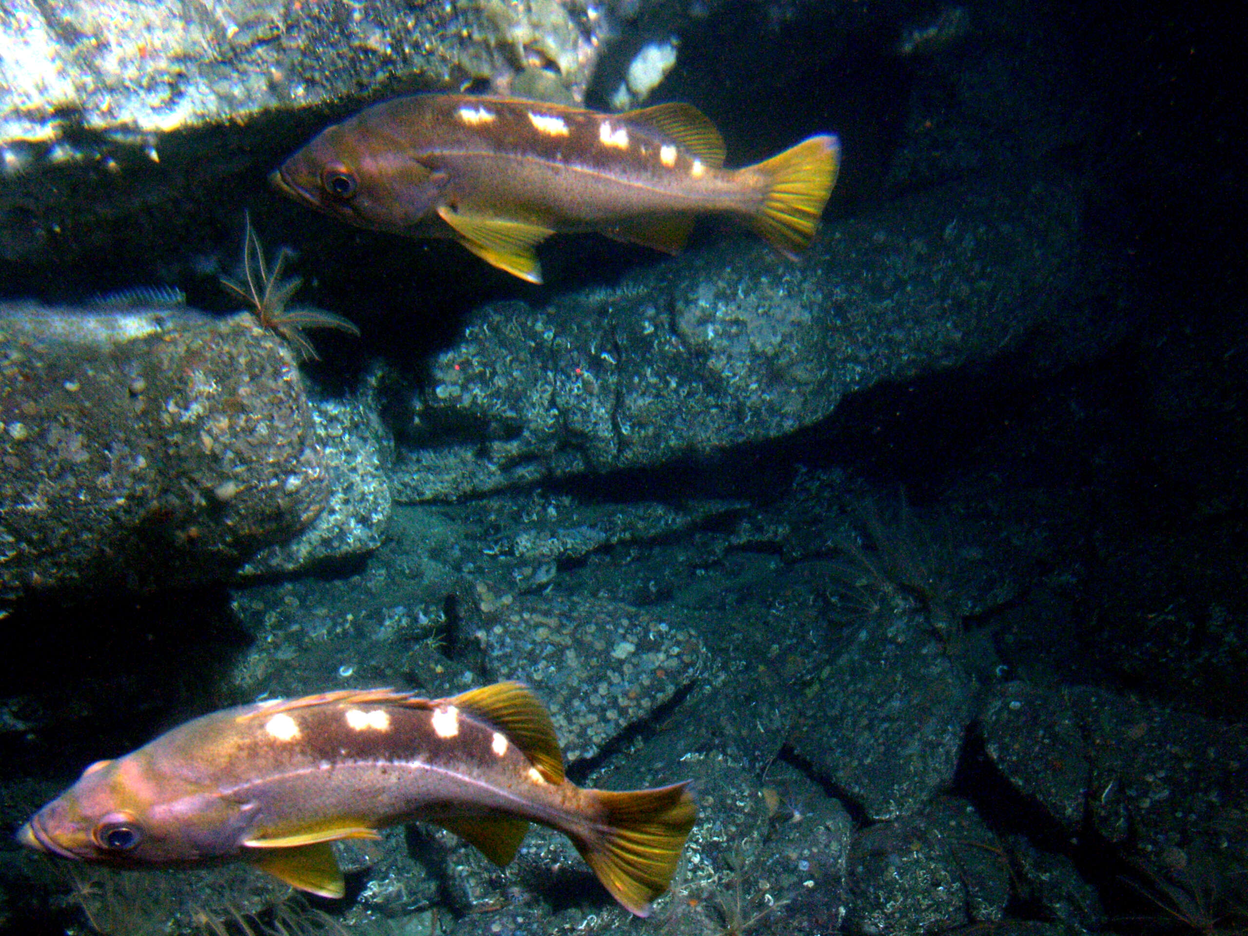 Image of Yellowtail rockfish