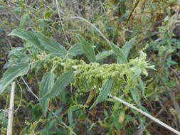 Image of Common Nettle