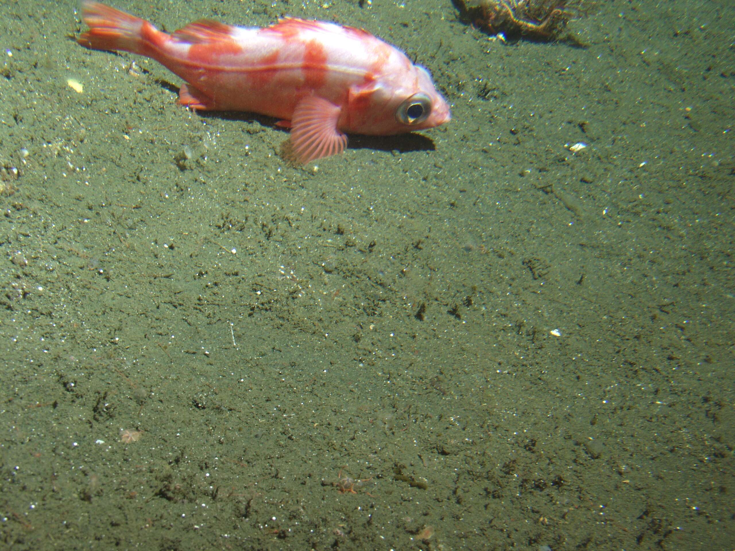 Image of Splitnose rockfish