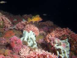 Image of Rosy rockfish