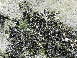 Image de Fucus ceranoides