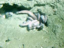 Image of California Hagfish