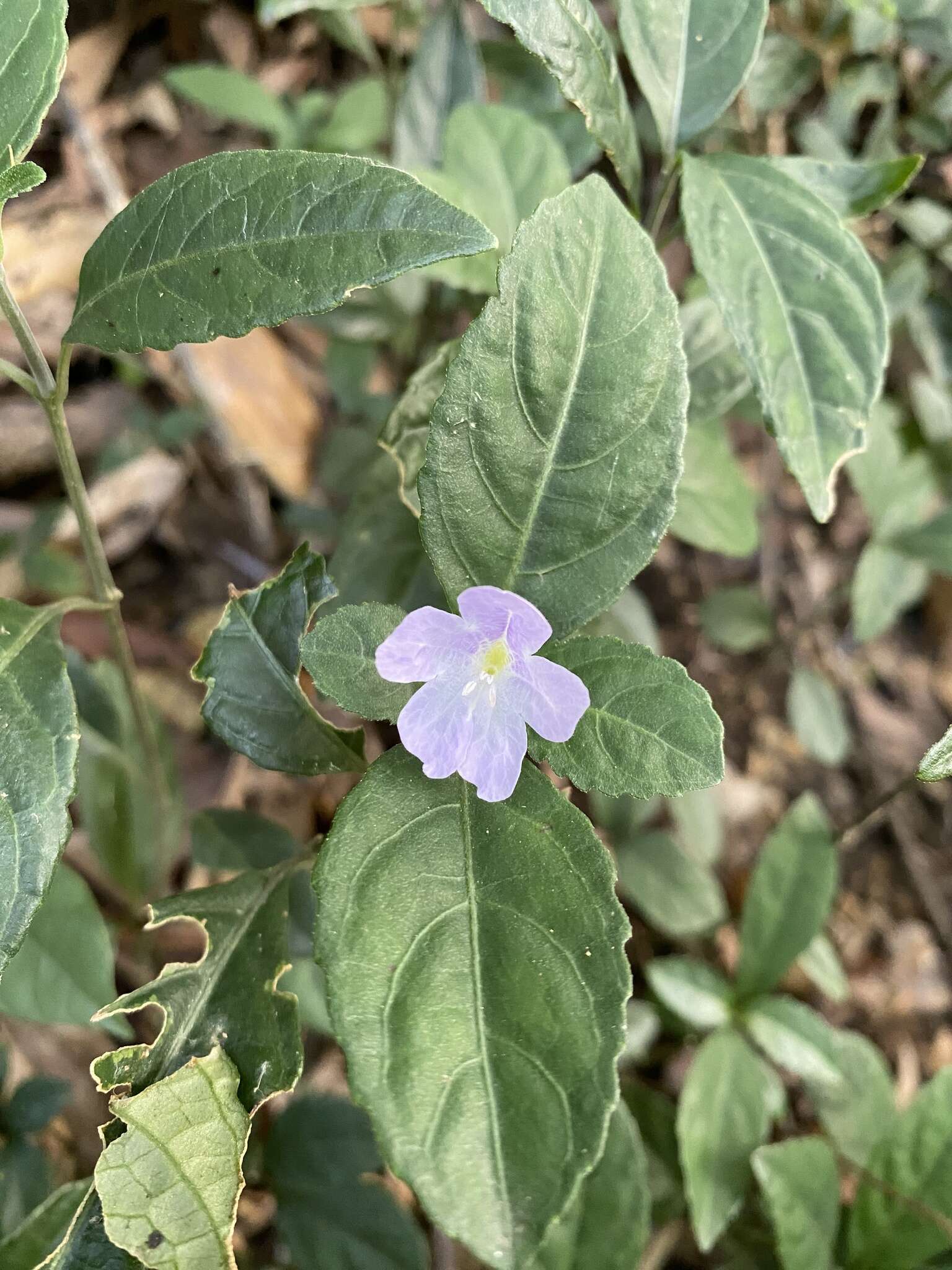 Strobilanthes tetraspermus Druce resmi