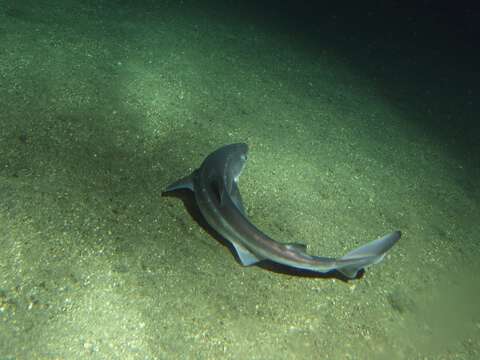 Image of Cape Shark