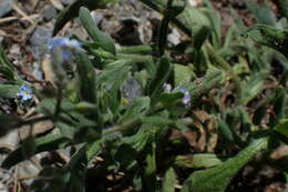 Image de Cynoglossum alpestre Ohwi