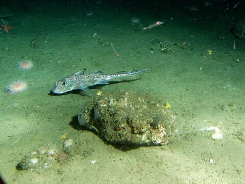 Image of Spotted Ratfish