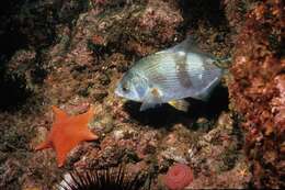 Image of Striped sea perch