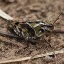 Image of Coral-winged Grasshopper