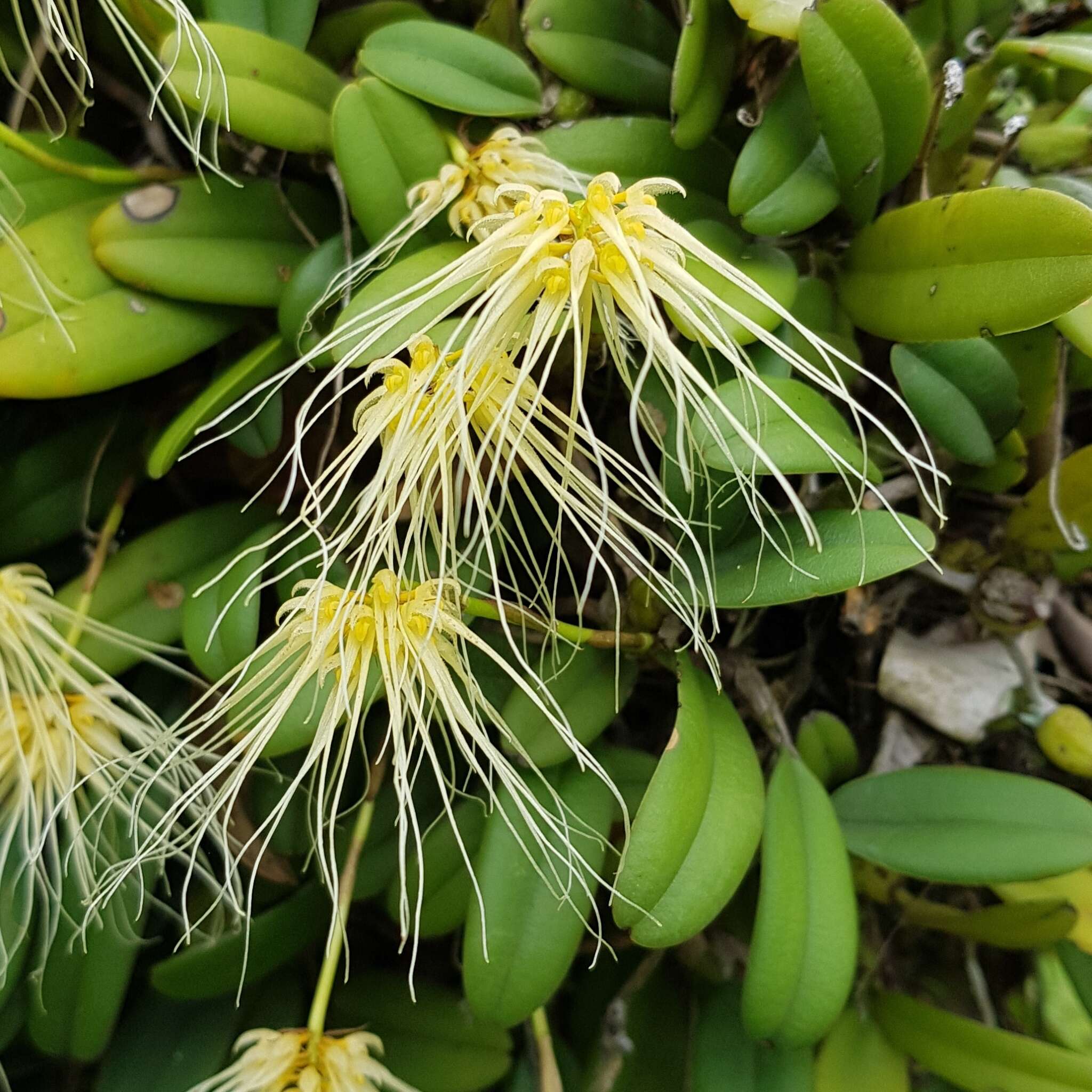 Image de Bulbophyllum vaginatum (Lindl.) Rchb. fil.