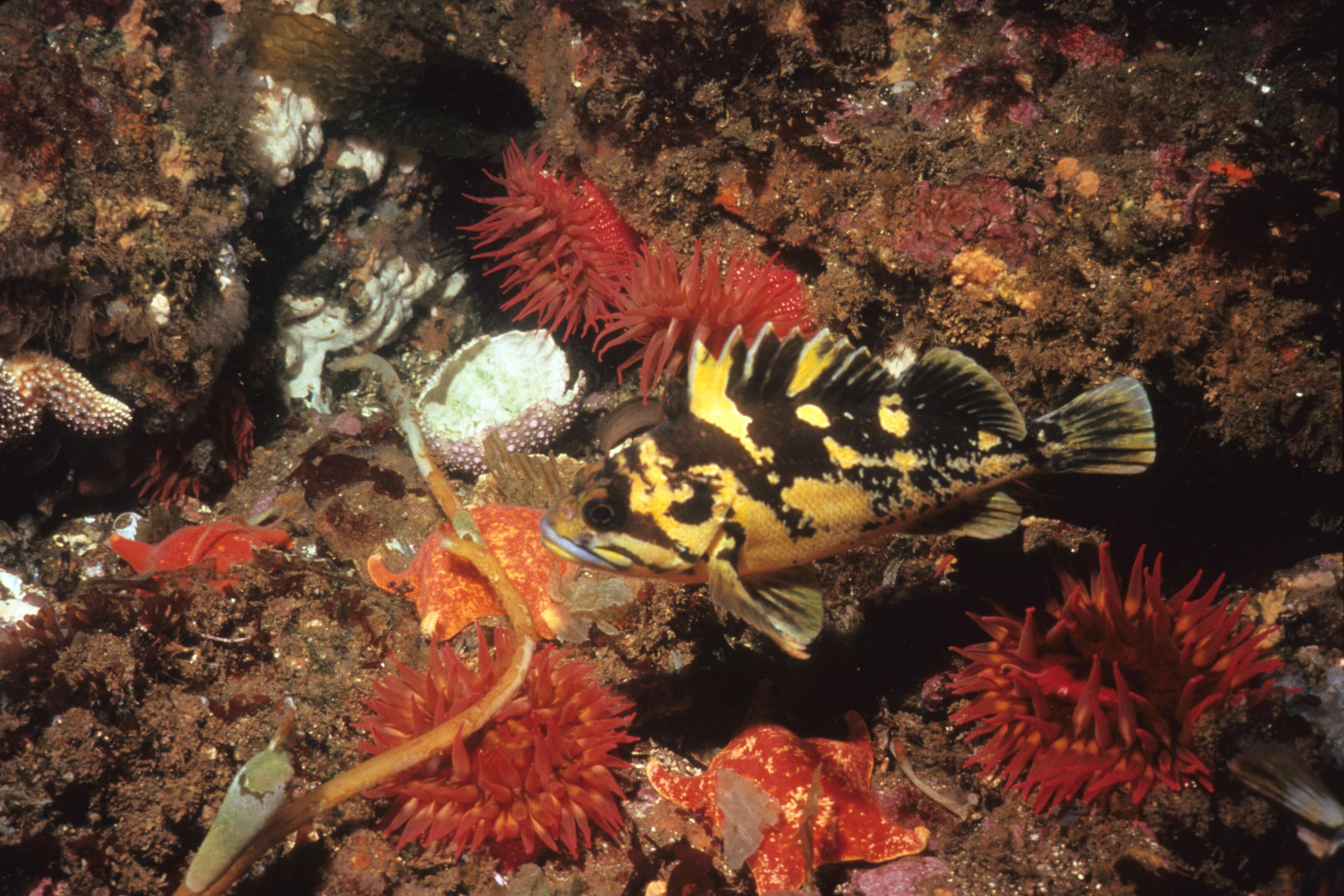 Image of Black-and-yellow rockfish