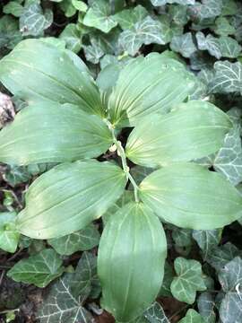 Image de Polygonatum latifolium (Jacq.) Desf.