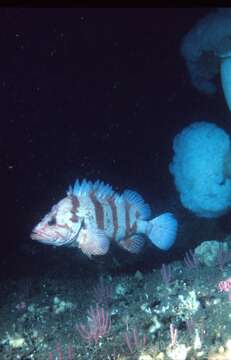 Image of Tiger rockfish