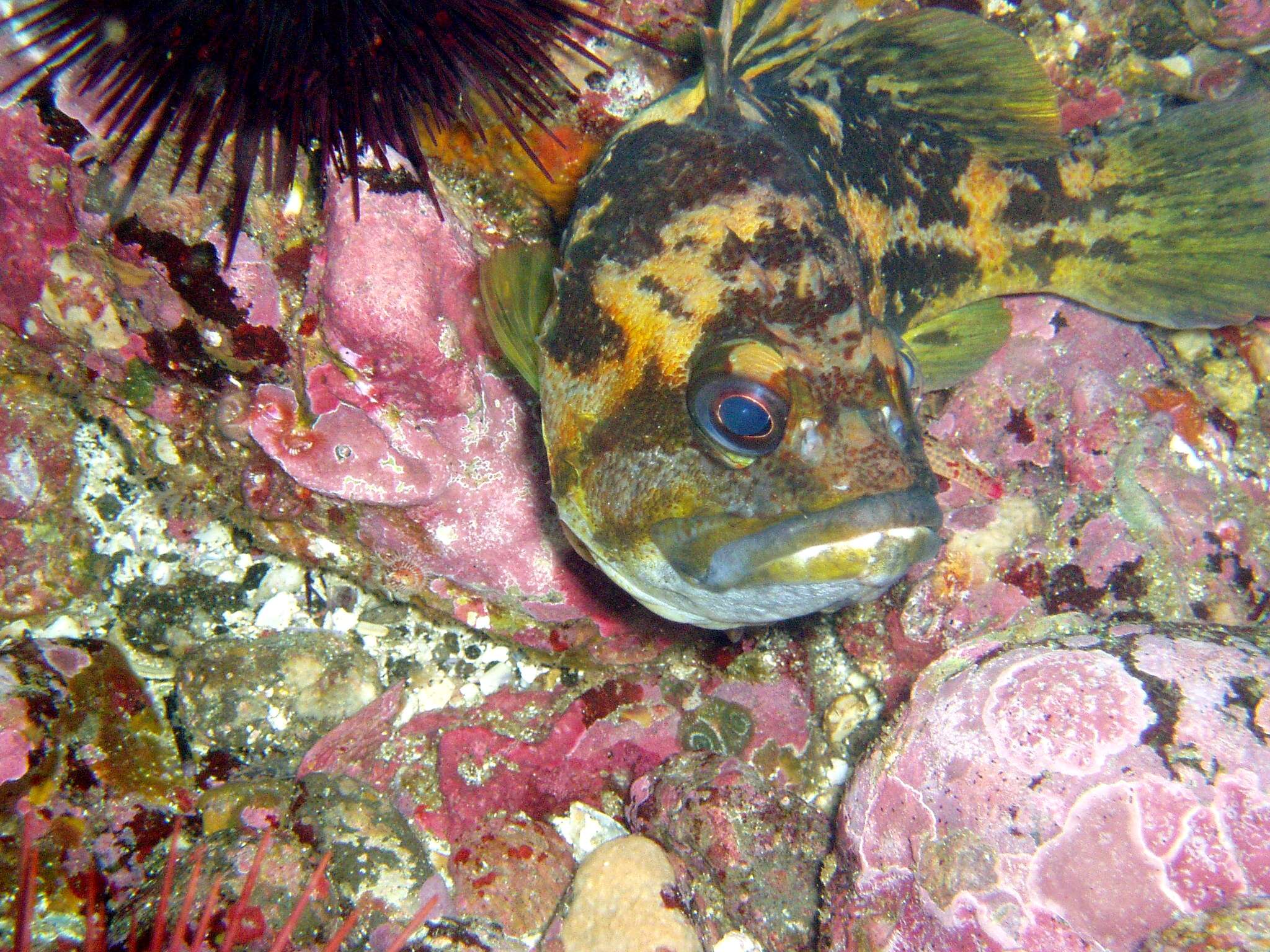 Image of Black-and-yellow rockfish