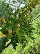 Image of Celery-top Pine