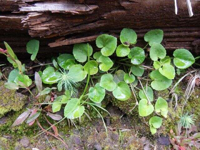 Image of Evergreen Violet