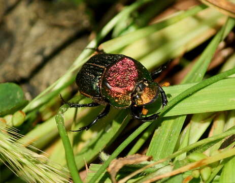 Imagem de Phanaeus (Phanaeus) vindex MacLeay 1819