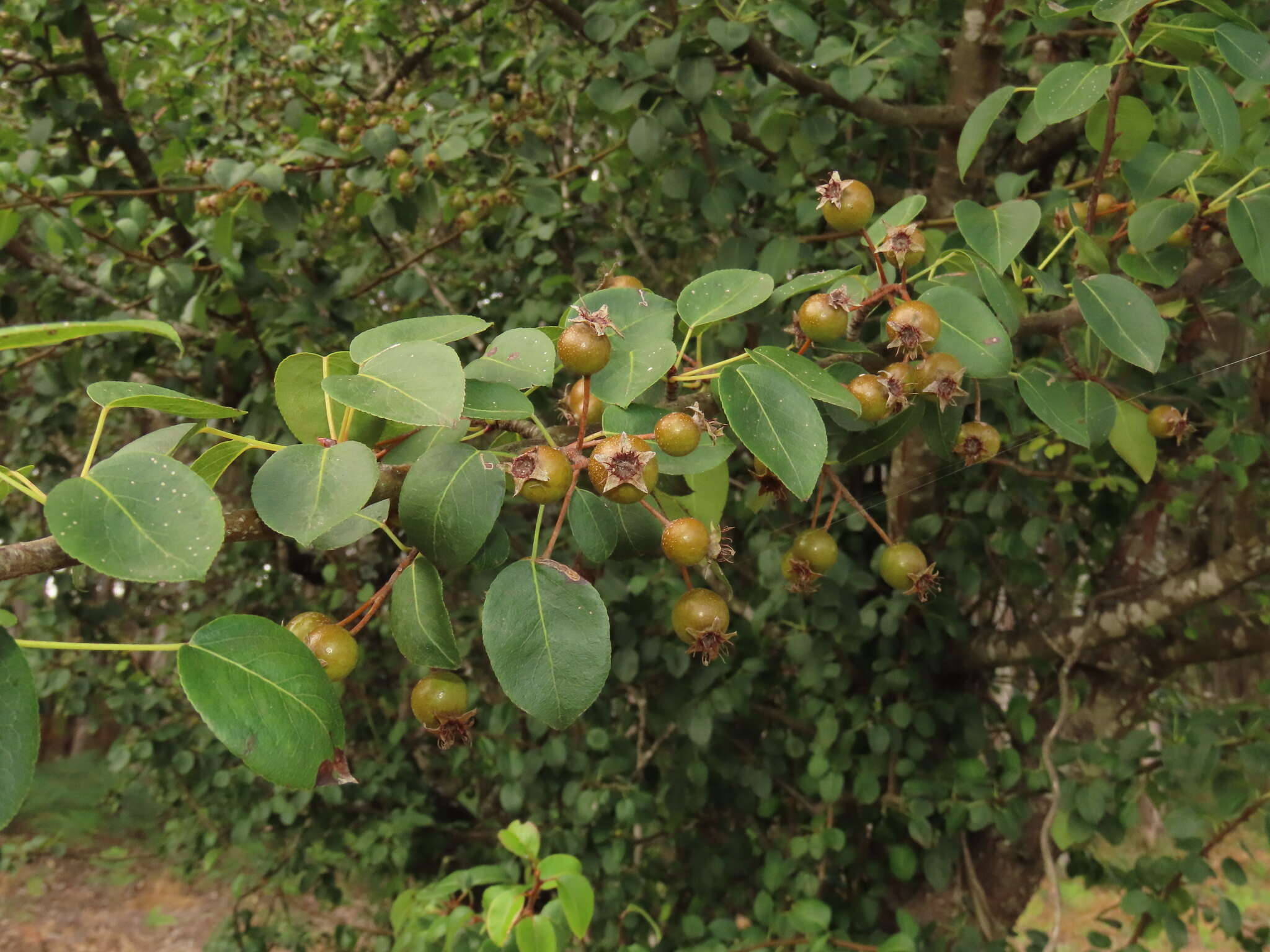 Pyrus cordata Desv.的圖片