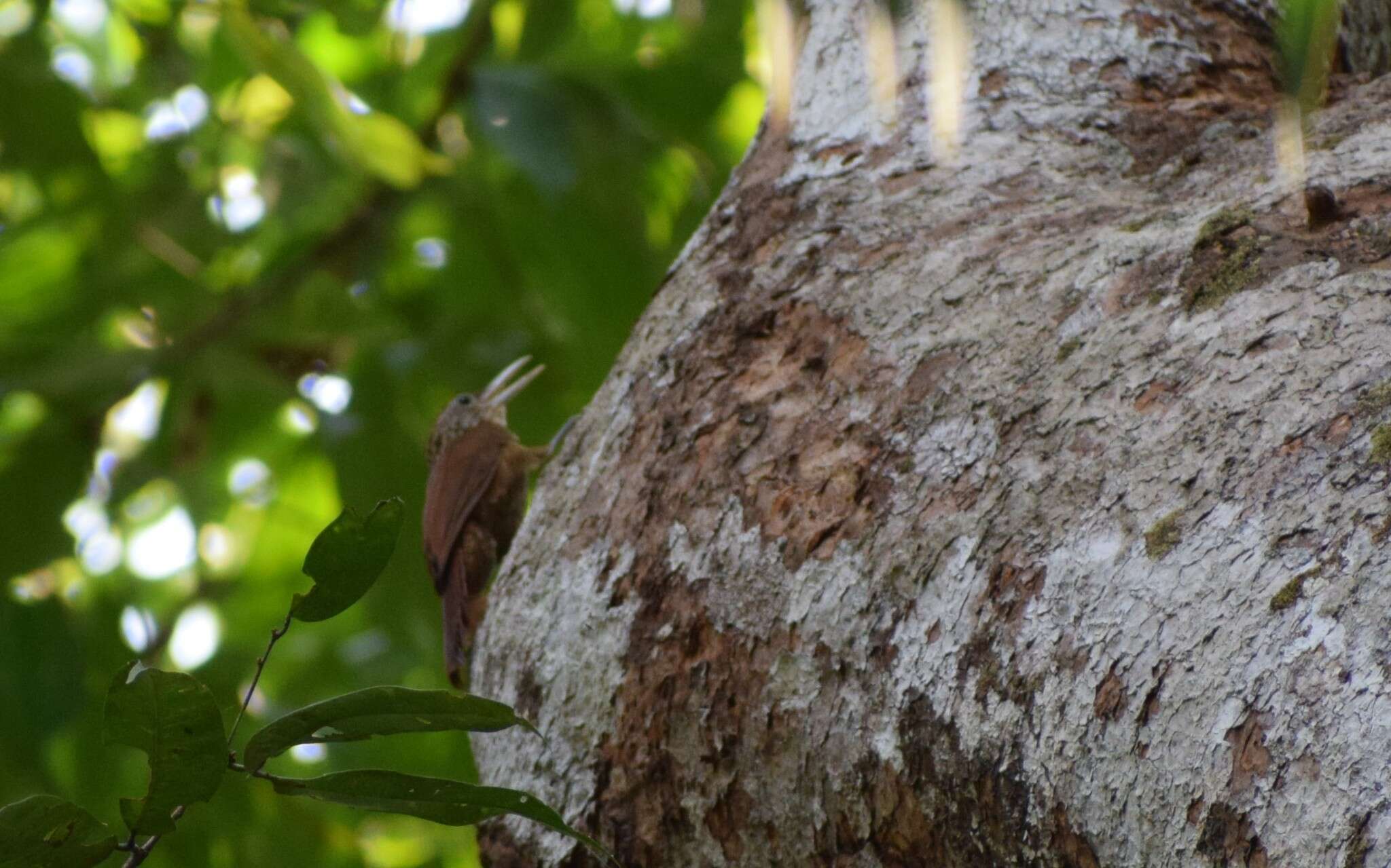 Image of Buff-throated Woodcreeper