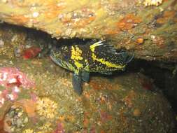 Image of China rockfish