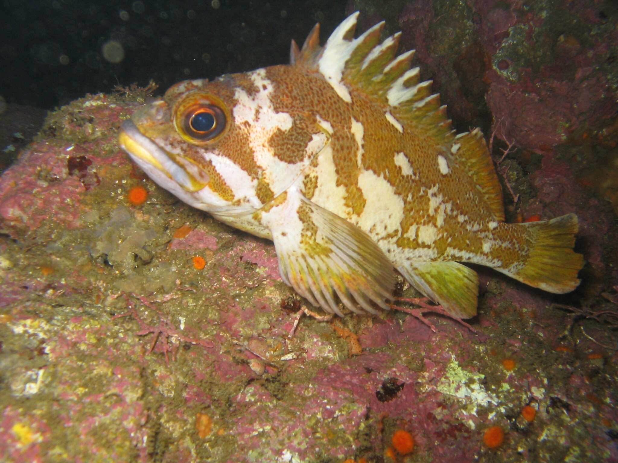 Image of Gopher rockfish