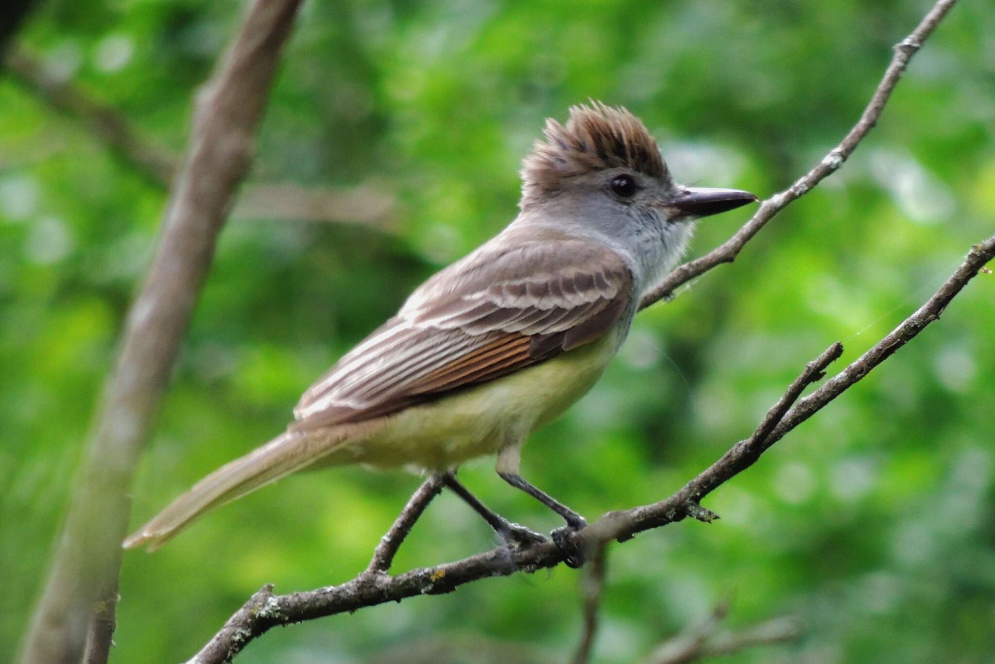 Image of Brown-crested Flycatcher