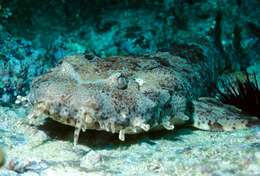 Image of Ornate Wobbegong