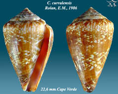 صورة Conus curralensis Rolán 1986