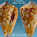 صورة Conus curralensis Rolán 1986