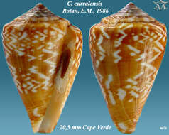 صورة Conus curralensis Rolán 1986