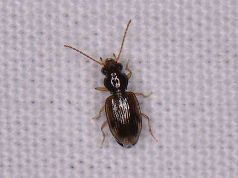 Bembidion (Furcacampa) impotens Casey 1918的圖片