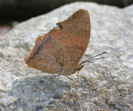 Imagem de Charaxes bernardus hierax Felder 1866