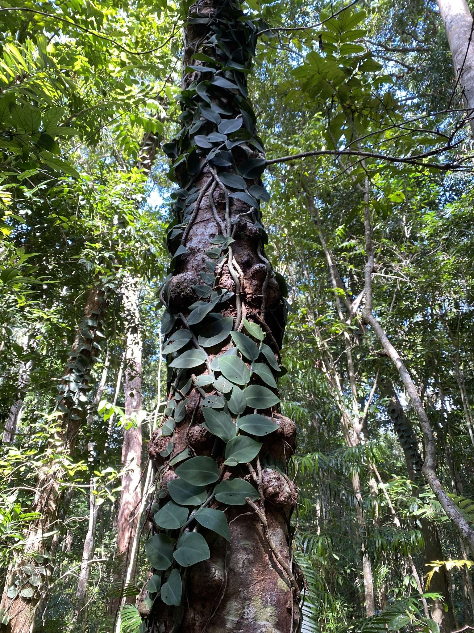 Image of Rhaphidophora hayi P. C. Boyce & Bogner