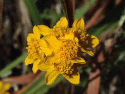 Image of golden-yarrow
