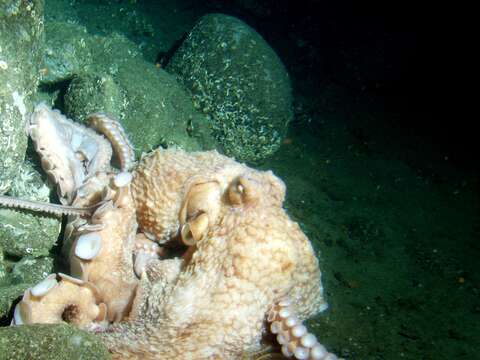 Image de Enteroctopus Rochebrune & Mabille 1889