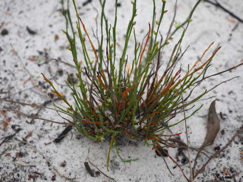 Image of Macarthuria complanata E. M. Ross